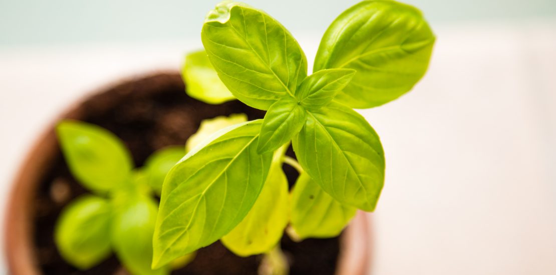 Fresh green basil plan in a pot